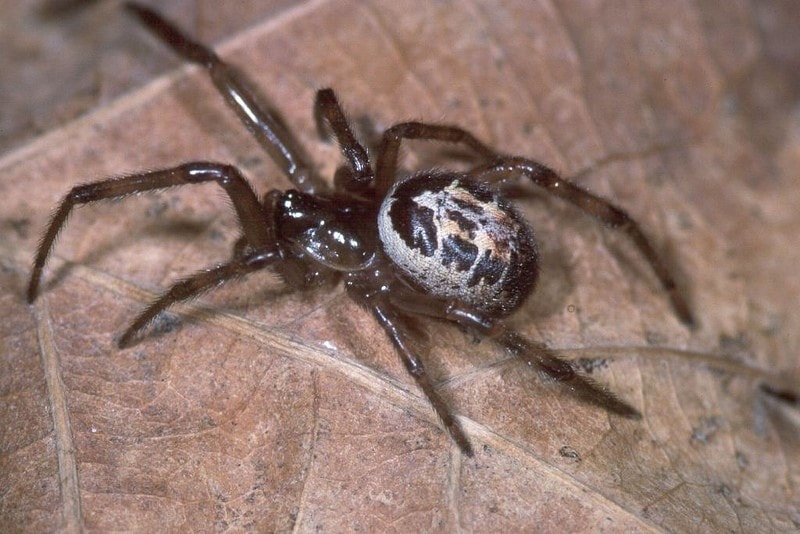 Killer Spiders in the UK?